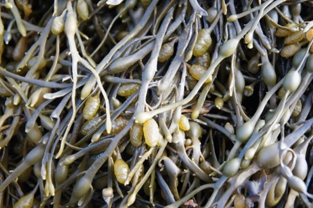 seaweed 1